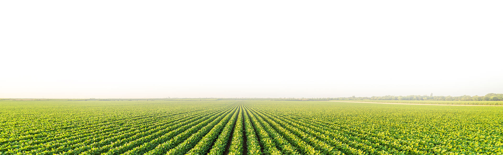 Farm Background